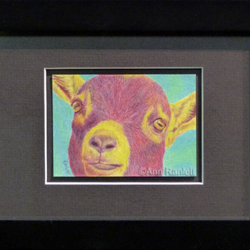 "Hey Kid" - Pygmy Goat, Original ACEO, Color Pencil, Framed