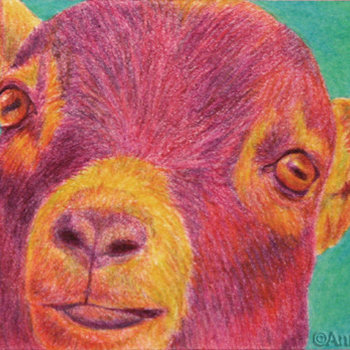 "Hey Kid" - Pygmy Goat, Original ACEO, Color Pencil, Framed