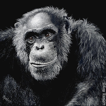 Jacob - Chimpanzee, Original Scratchboard Drawing, Framed