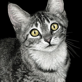 "Lucky Star" Tabby Kitten - Print on Metal