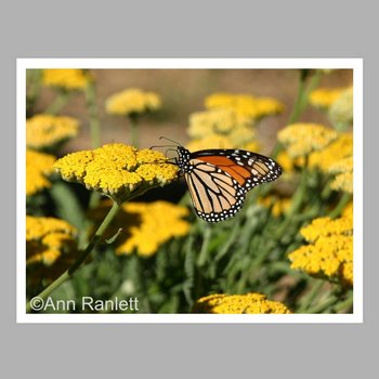 Monarch Butterfly on Yarrow - Note Cards (5) - blank inside, with envelopes