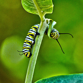 "Monarch Munchies" - Photo, Print on Metal
