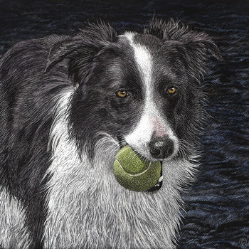 "Off Duty?"- Border Collie - Print on Metal