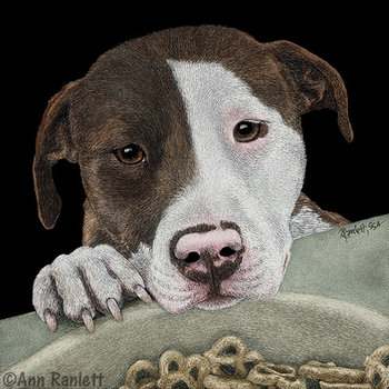 "Desire" - American Pit Bull Terrier, Original Scratchboard Drawing, Framed