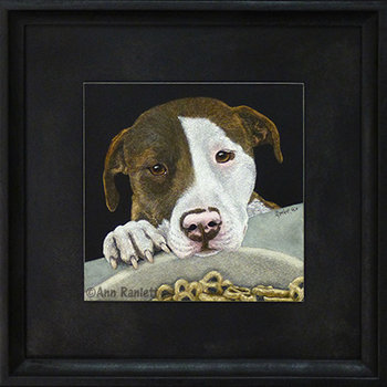 "Desire" - American Pit Bull Terrier, Original Scratchboard Drawing, Framed