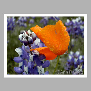 Poppy & Lupine - Flower Note Cards (5) - blank inside, with envelopes