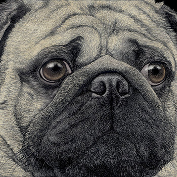 Pug Face - 3" Round Sticker