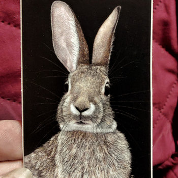 Cottontail Rabbit - 3" x 2" Sticker