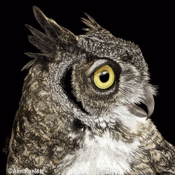 Great-horned Owl - 3" Square Sticker