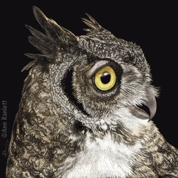 Great-horned Owl - Print on Metal