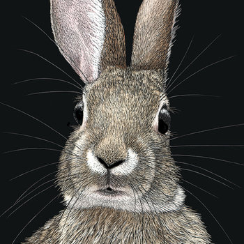 Cottontail Rabbit - 3" x 2" Sticker