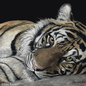 "Bahagia" Sumatran Tiger - Print on Metal