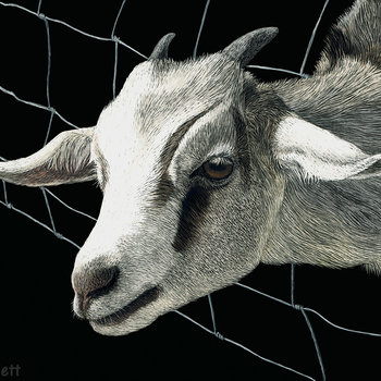 "The Grass is Always Greener..." Goat - Print on Metal