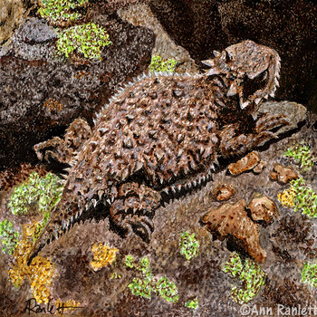 Horned Lizard - Original Mixed Media Drawing, Framed