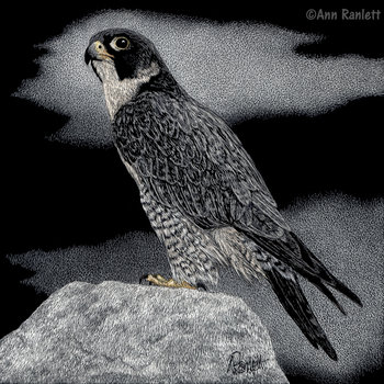 Peregrine Falcon - Print on Metal