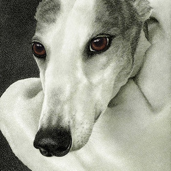 "Safety"- Greyhound - Print on Metal