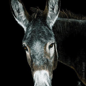 Rocky the Donkey - Print on Metal