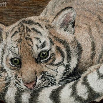 4.5 x 7 "Tale of the Tail" - Tiger Cub - Print on Metal