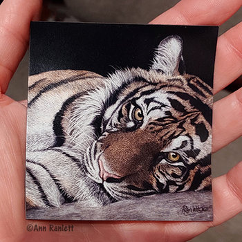 Sumatran Tiger - 3" Square Magnet