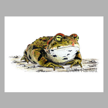 Western Toad Note Cards (5) - blank inside, with envelopes