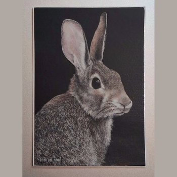 Cottontail Rabbit - 3" x 2" Sticker