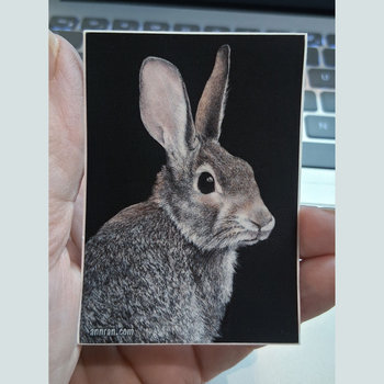 Cottontail Rabbit - 3" x 2" Sticker